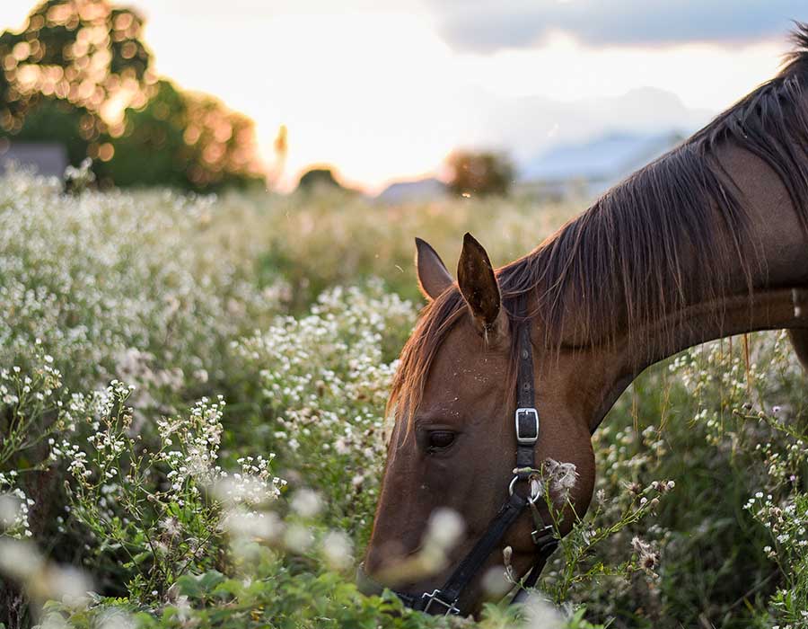college football donations