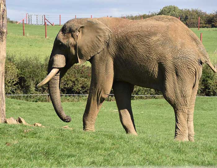 college football donations